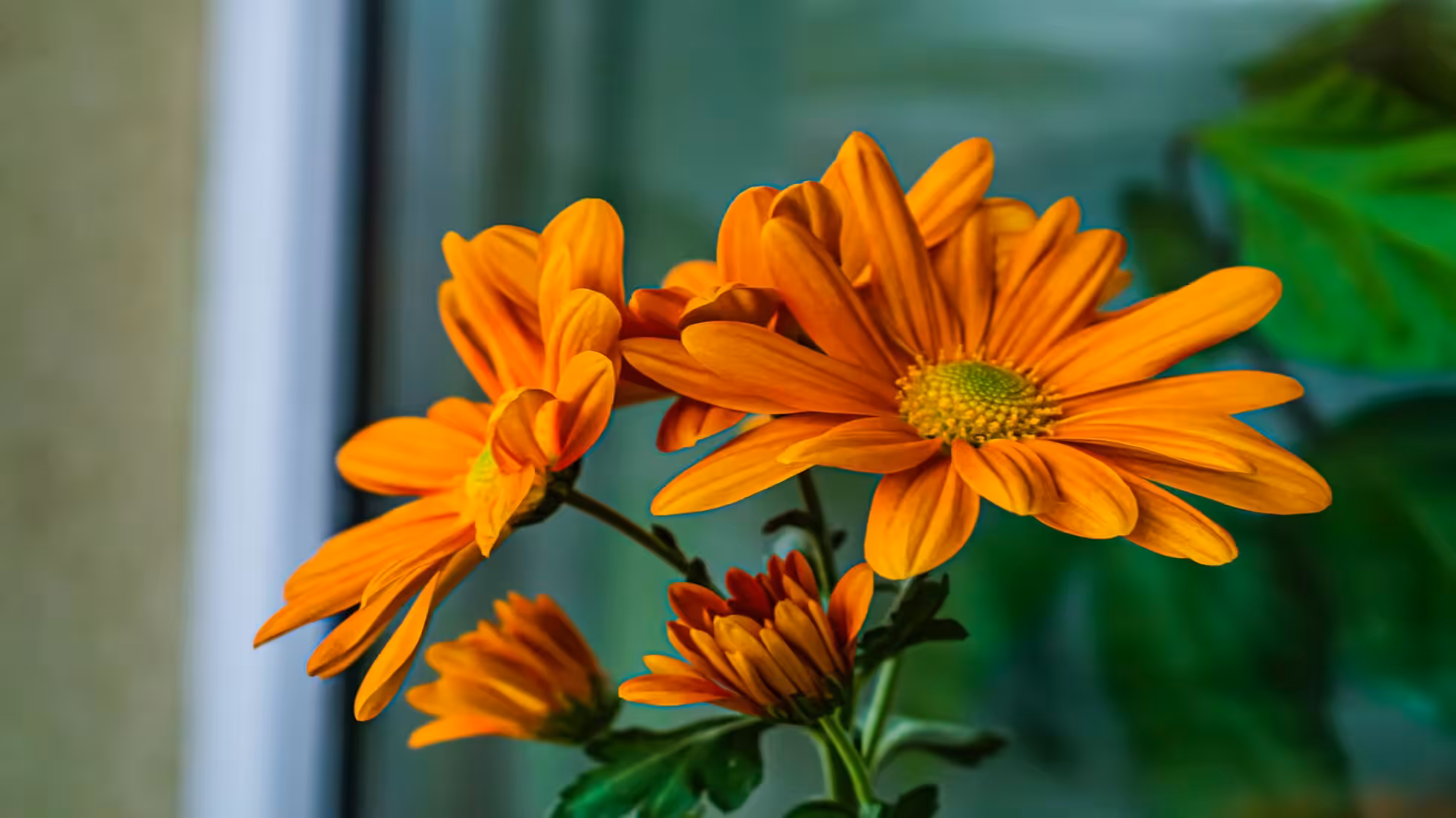 iDiMi-تأمل رأس السنة في معبد جينغشان