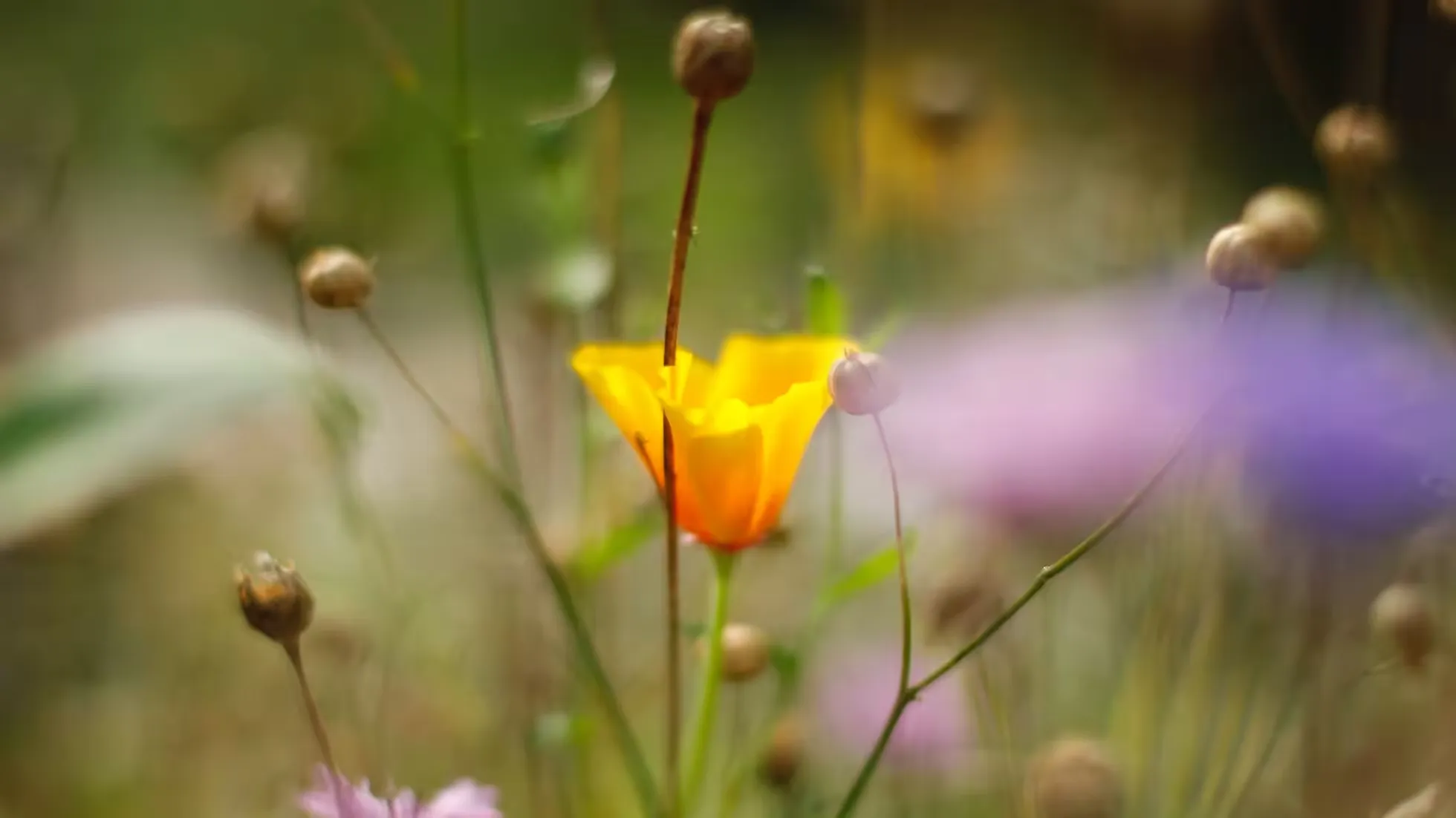 iDiMi-How to Avoid Gaming Addiction in Middle Age