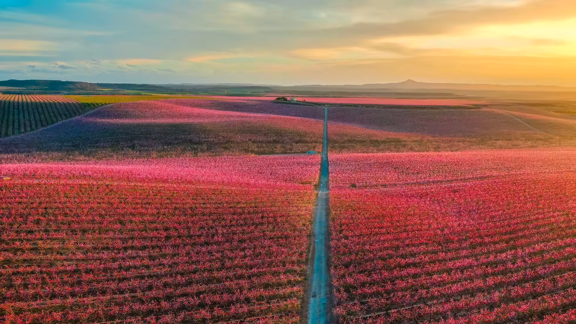 iDiMi-稲田のマリリン・モンロー