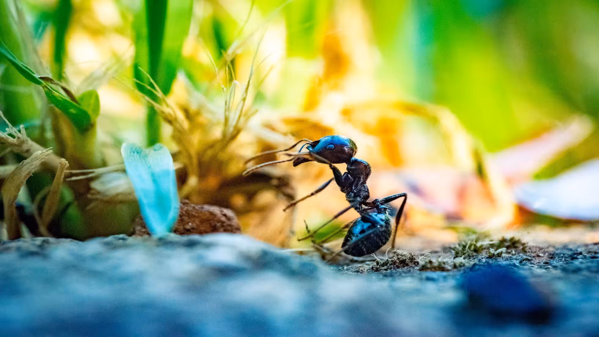 iDiMi-大伯二舅未婚夫
