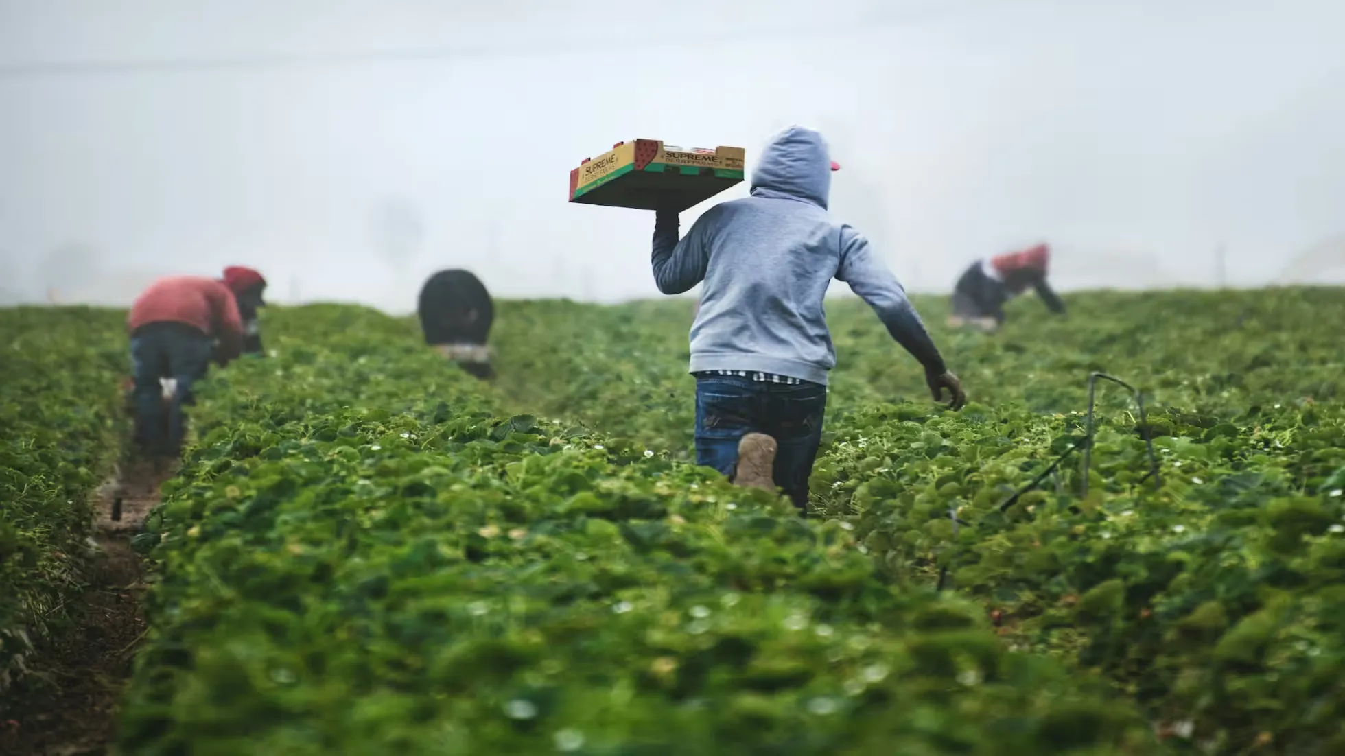iDiMi-Prática e Teoria do Mercado e Indústria de Produtos Agrícolas