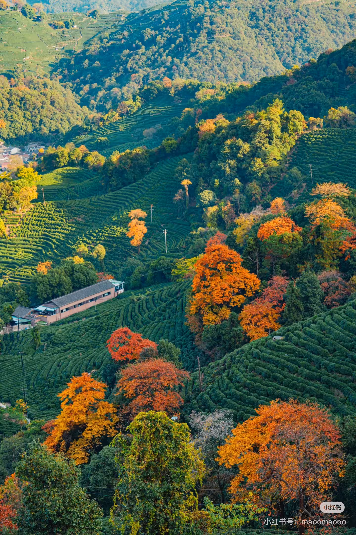 iDiMi – Outono na Vila do Chá de Longwu, Hangzhou
