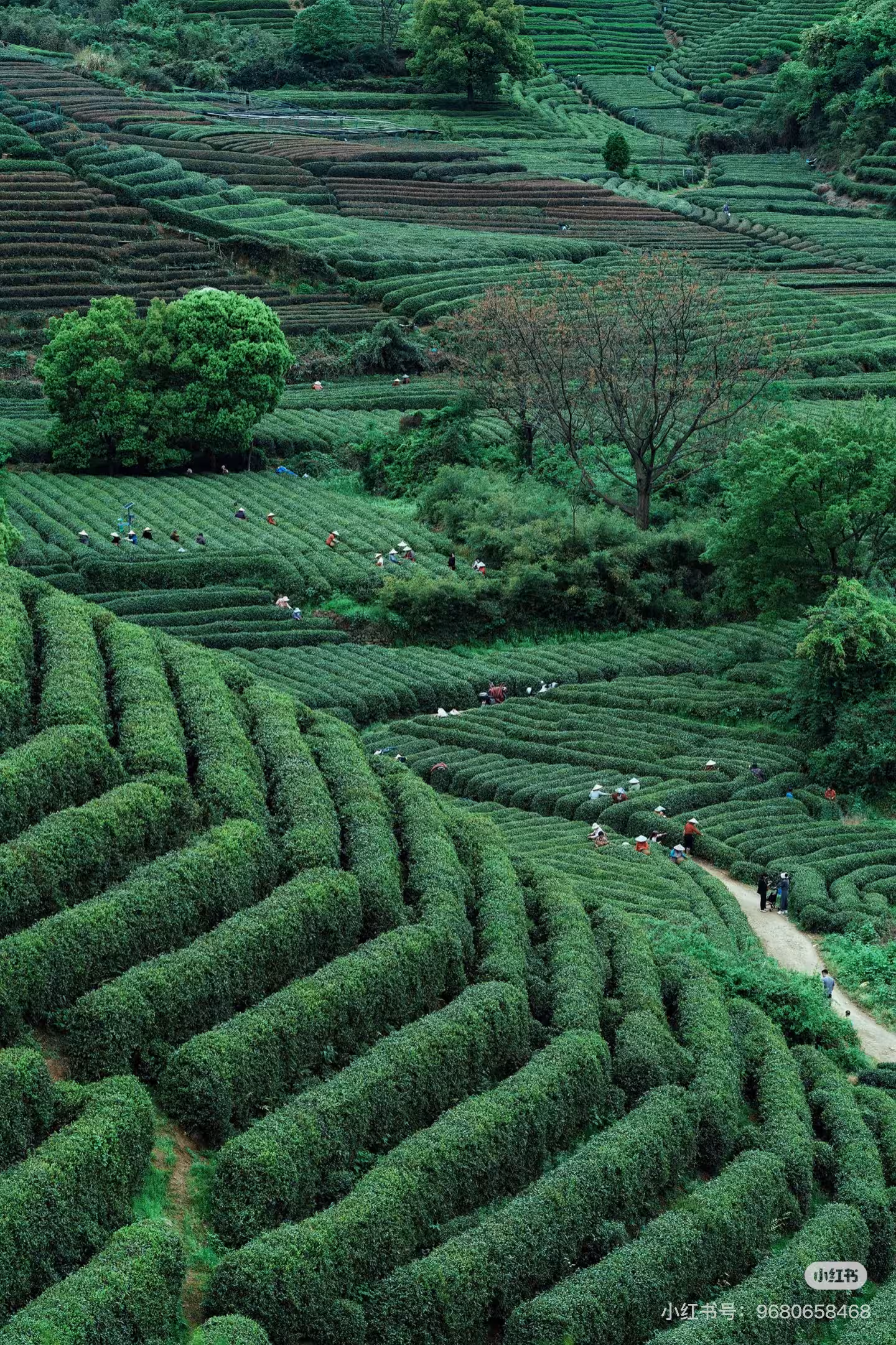 DiMi – Primavera na Vila do Chá de Longwu, Hangzhou